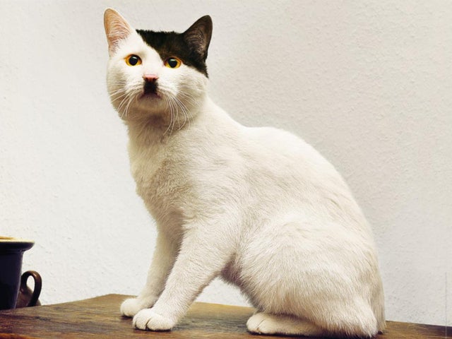 Kitler